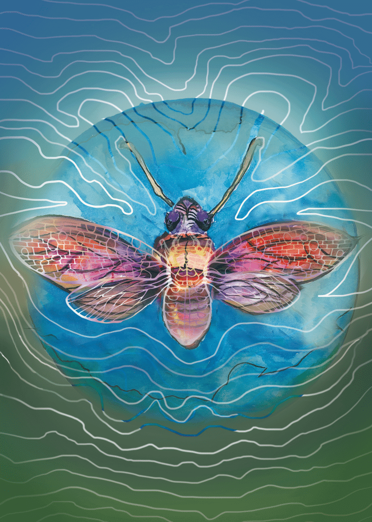 Cicada card