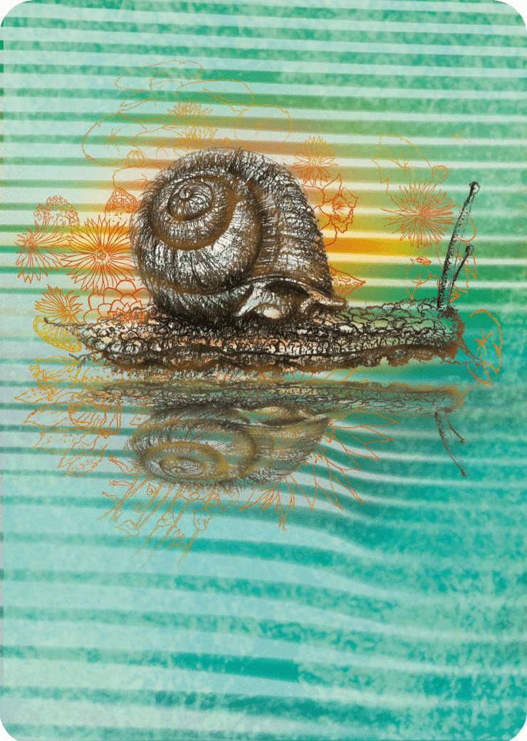 Snail card