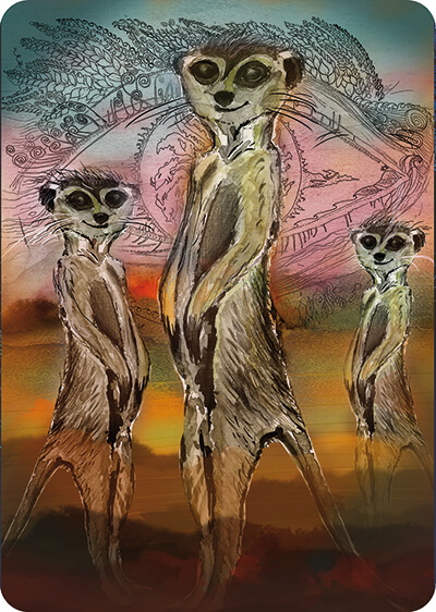 Meerkat card