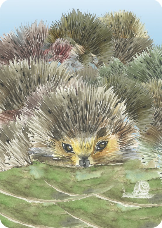 Hedgehog card