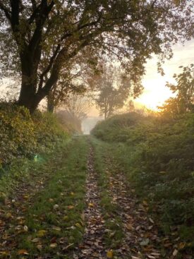 What is it about walking and talking in nature that opens up new possibilities?