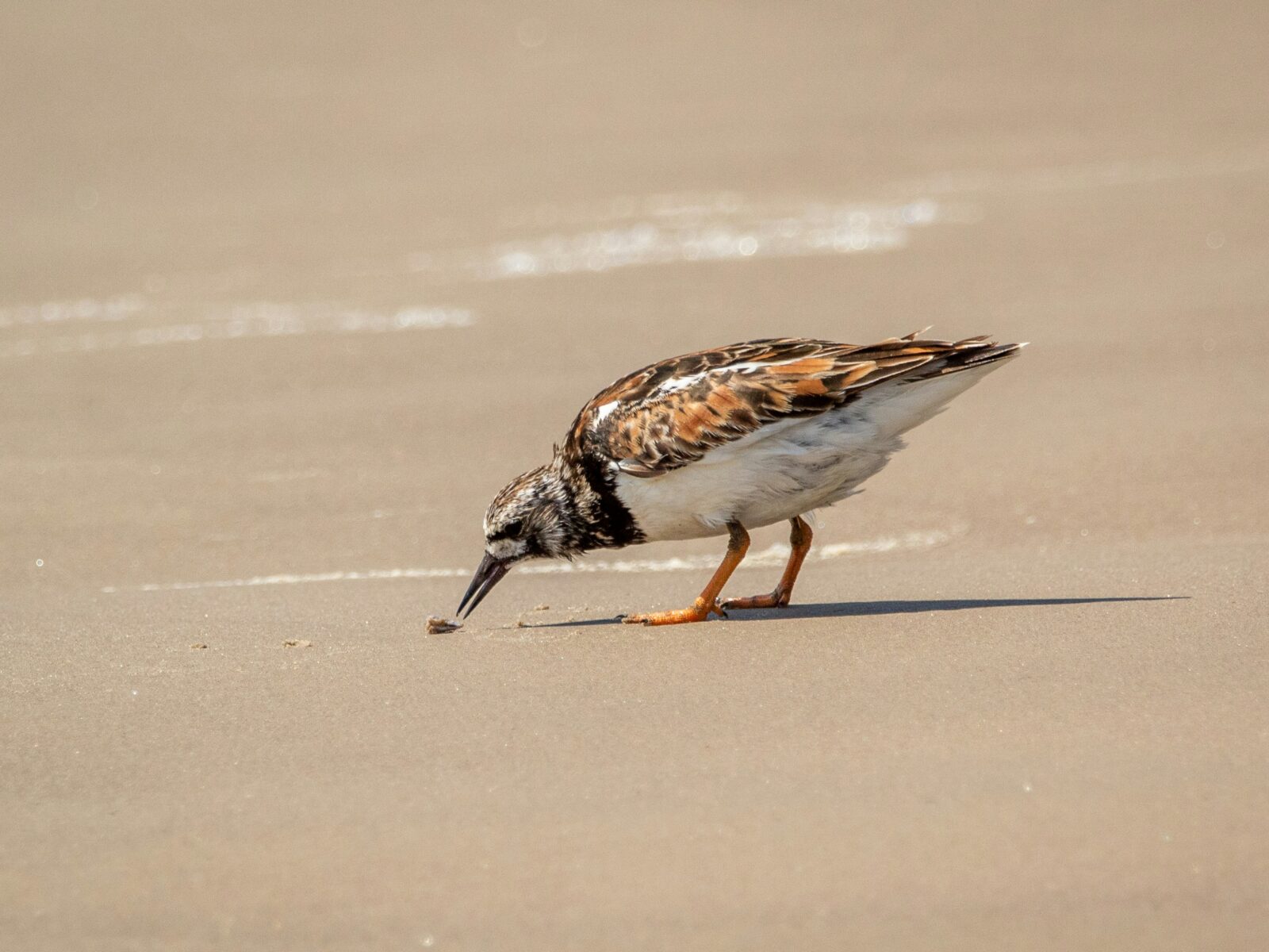 TurnStones workshop Kolimbri