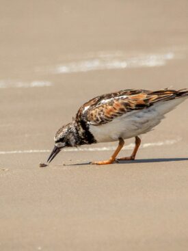 TurnStones workshop Kolimbri