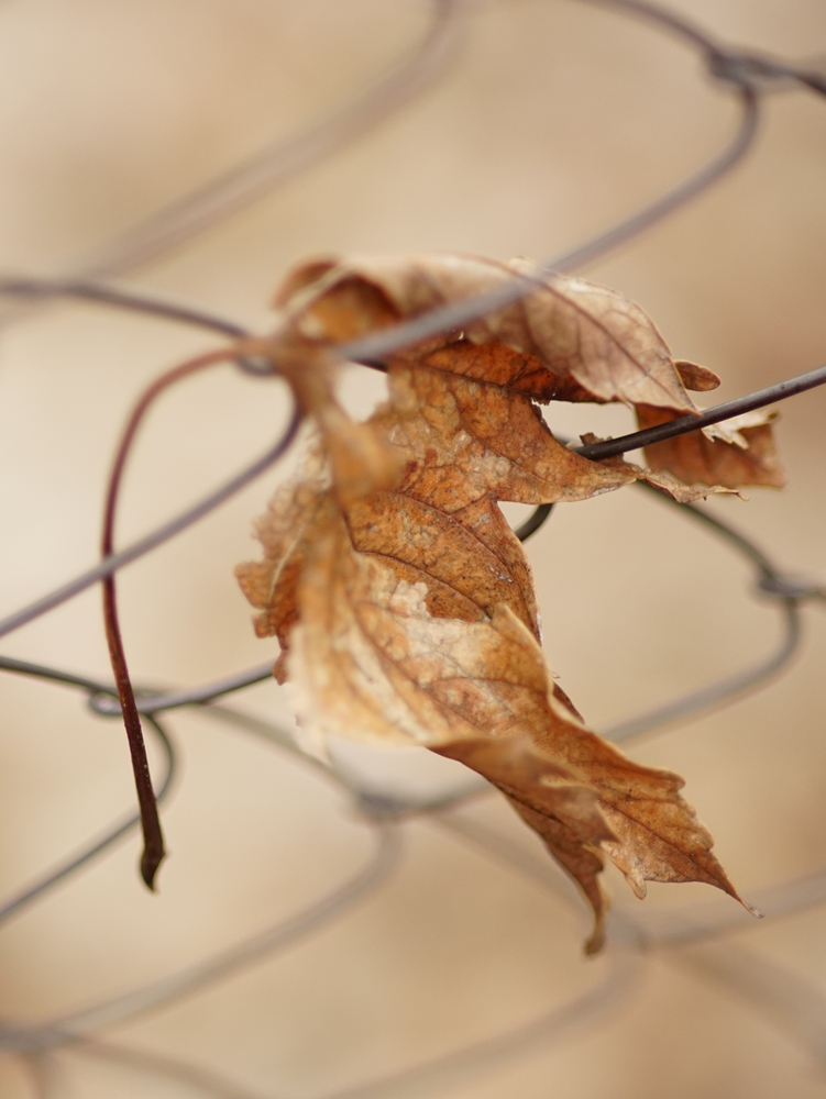 Old dry maple leaf in mesh fence, selective focus